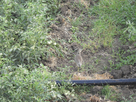 bird roaming in the tomato fieldの写真素材