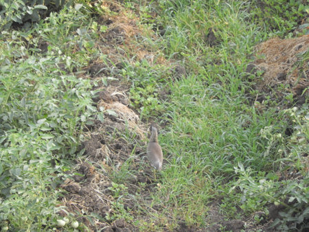 bird roaming in the tomato fieldの写真素材
