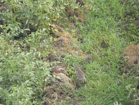 bird roaming in the tomato fieldの写真素材