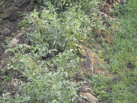 bird roaming in the tomato fieldの写真素材