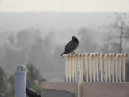 pigeon or domestic pigeon on pipes in a foggy morningの写真素材