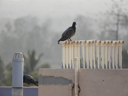 pigeon or domestic pigeon on pipes in a foggy morningの写真素材