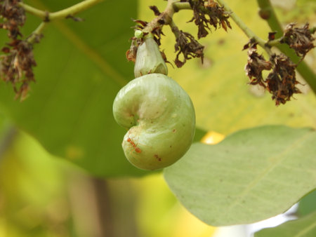 cashew nut growingの写真素材