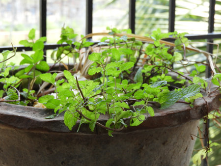 mint leaves also called as menthaの写真素材