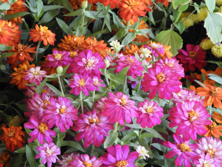 zinnia flowers closeupの写真素材
