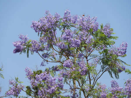 Jacaranda mimosifoliaの写真素材
