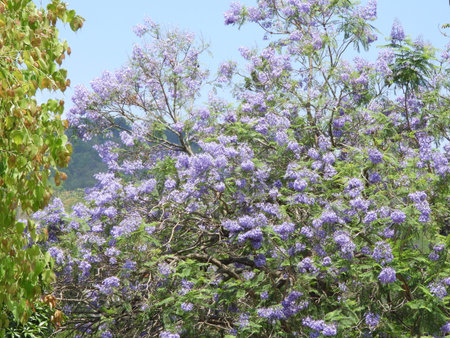 Jacaranda mimosifolia