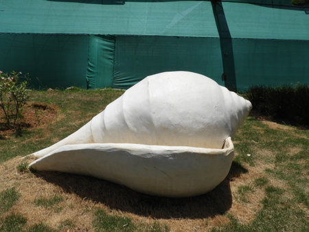 white artificial shanka is also called as chank or conch in outdoorの写真素材