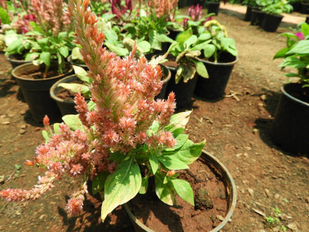 Cockscomb or Chinese Wool Flower pot in a sunny dayの写真素材