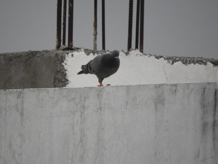 pigeon or domestic pigeonの写真素材