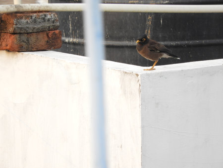 Common Indian myna or birdの写真素材