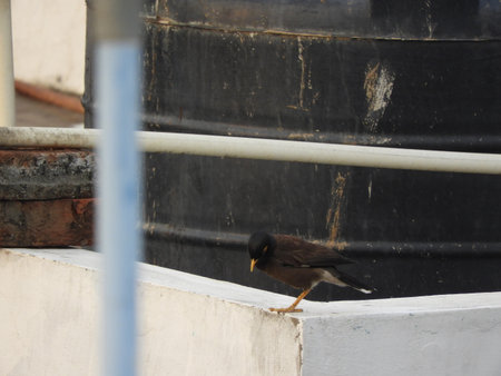 Common Indian myna or birdの写真素材