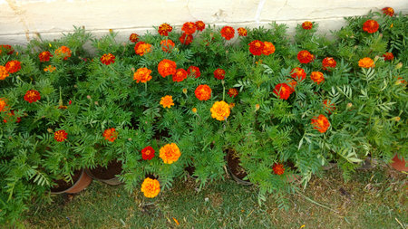 marigold flower pots arranged in rowsの写真素材