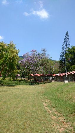 landscape with Jacaranda mimosifolia at far in a sunny day with blue skyの写真素材