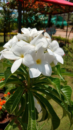 Frangipani or white plameria in a sunny dayの写真素材