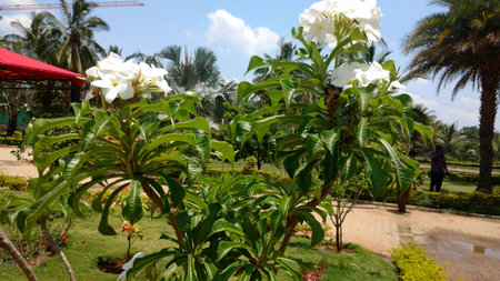 Frangipani or white plameria in a sunny dayの写真素材