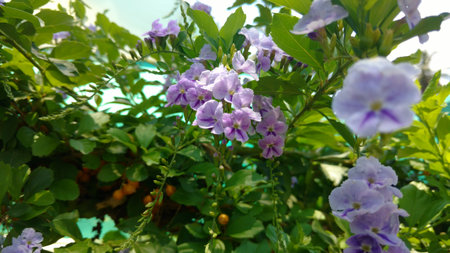 Golden dewdrop, sky flower or pigeon berry, Duranta erectaの写真素材