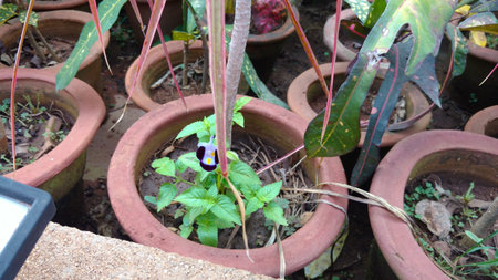 torenia flower in the potの写真素材