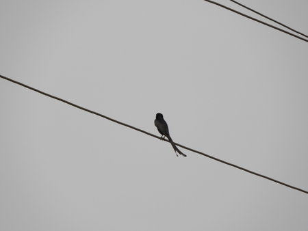 black drongo in a fog morningの写真素材