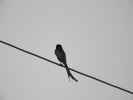 black drongo in a fog morningの写真素材