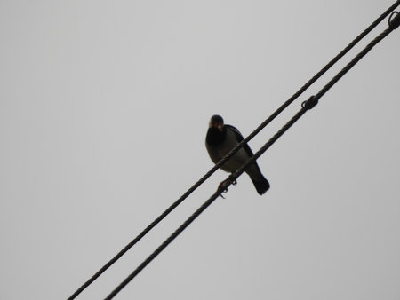 Red wattled lapwing in a fog dayの写真素材