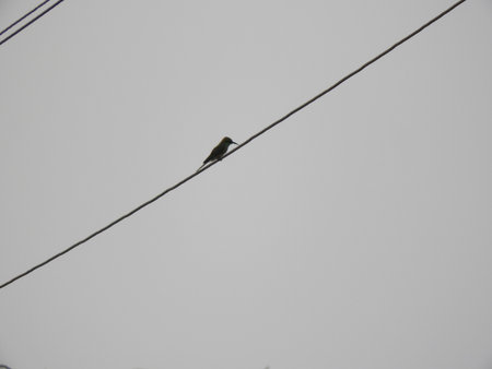 Red-legged Honeycreeper