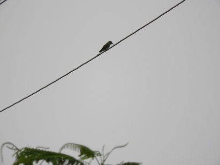 Red-legged Honeycreeperの写真素材