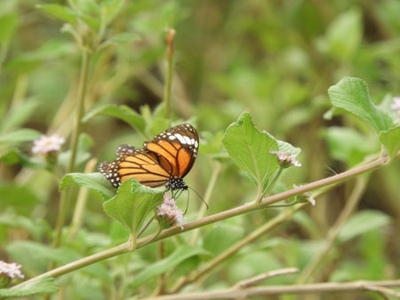 Monarch Butterfly on lantana camaraの写真素材