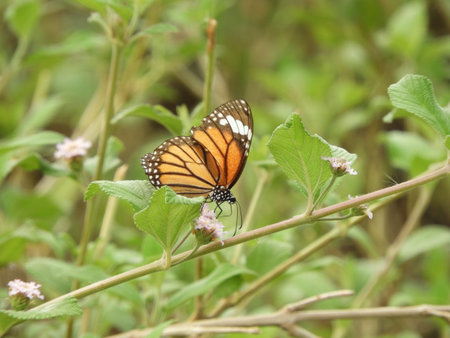 Monarch Butterfly on lantana camaraの写真素材