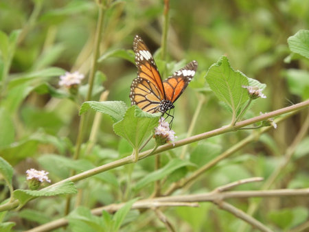 Monarch Butterfly on lantana camaraの写真素材