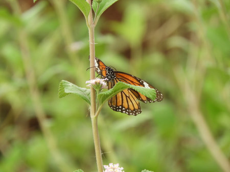 Monarch Butterfly on lantana camaraの写真素材