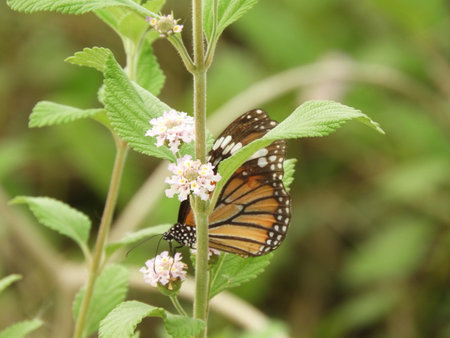 Monarch Butterfly on lantana camaraの写真素材