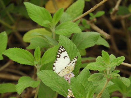 paper kite butterflyの写真素材