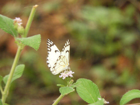 paper kite butterflyの写真素材