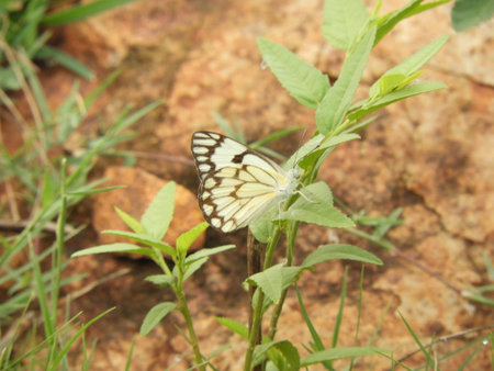 paper kite butterflyの写真素材
