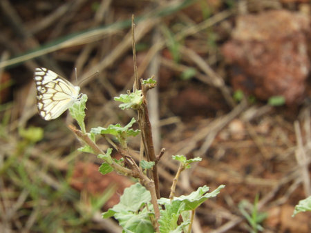 paper kite butterflyの写真素材