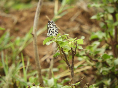 rice paper butterflyの写真素材