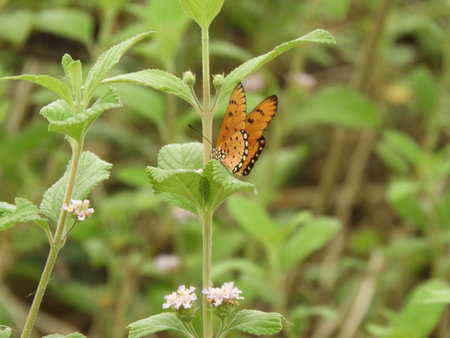 Danaus plexippusの写真素材