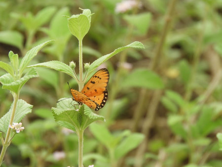 Danaus plexippusの写真素材