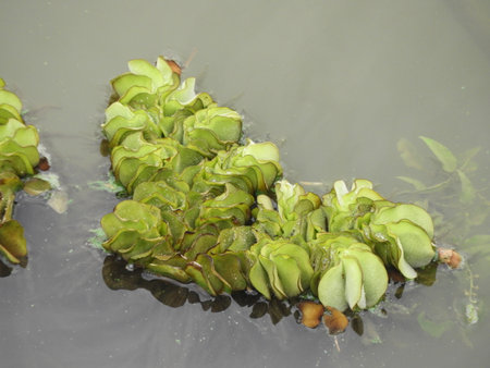 water lattuceの写真素材