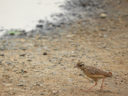 Indochinese bush lark searching for foodの写真素材