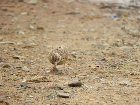 Indochinese bush lark searching for foodの写真素材