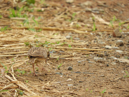 Indochinese bush lark searching for foodの写真素材