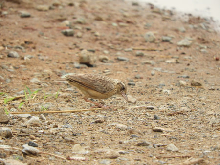 Indochinese bush lark searching for foodの写真素材