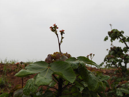 bellyache bush in the eveningの写真素材