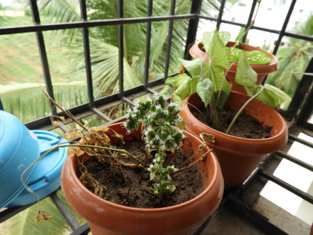 oregano with small white flowersの写真素材
