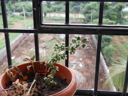 oregano with small white flowersの写真素材