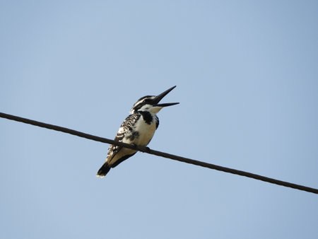 pied kingfisher also called as Ceryle rudis, water kingfisher.の写真素材