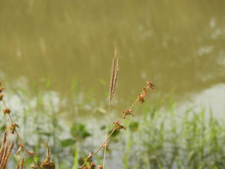 crowfoot grassの写真素材