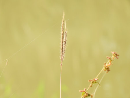 crowfoot grass